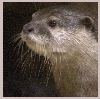 owlmoose: (otter)
