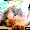 naye: Kitten sleeping with paws stretched towards the camera (stretchy kitten)
