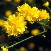 crazyscot: Bright yellow flowers (beauty)