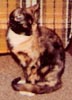 readinggeek451: tortie in front of orange plaid couch (Motley)