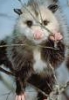 curious_reader: (opposum)