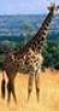 curious_reader: (Girafe)