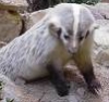 curious_reader: (American badger)