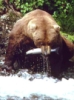 curious_reader: (grizzly bear)