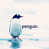 attie: A penguin with an auto-referential caption. (Default)