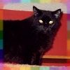 rainbow: photo of my cat Binx on the top of the cat tree (binx)