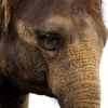 wildmage_daine: (elephant)