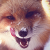 lady_ryn: (foxy)