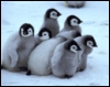sunnymodffa: (Baby Penguins)