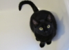 ladyofshadow: (Isis in bathtub)