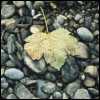 just_ann_now: (Miscellaneous: Leaf and Rock)