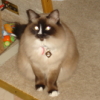 isabeau_gower: my baby girl (dippy-chan)