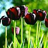dancing_serpent: (Photos - Tulips - black/red)