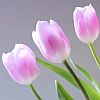 dancing_serpent: (Photos - Tulips - pale pink)