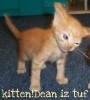 janissa11: (kitten!dean)