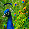 meloukhia: A peacock, looking a tad smug, tail fanned out. (Peacock)