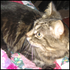alyse: (kitties - jura)