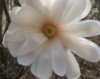 brosedshield: (bright white flower)