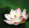 dancing_serpent: (Photos - Lotos Blossom)
