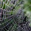 fawatson: (spiderweb)
