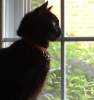 beck_liz: My cat, Miss Bean, staring out the window (Cat-MissBeanWindow)
