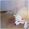 thena: (Let Sleeping Dogs Lie)