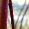 northern: Japanese-looking red reeds. The ones on the left and front are in focus, while the others further back are blurry. (red reeds)