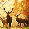 fyrdrakken: (Autumn deer)