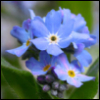adala_albahar: (forgetmenots)