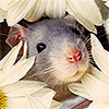 angelak: (Cute Rat)
