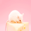 whymzycal: a white mouse on a wedge of cheese (mouse on cheese)