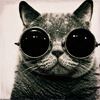 elmey: a cat with goggles (goggle kitty)