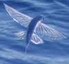 ext_25775: photo of a flying fish (fish)