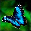 ostro_goth: (zz -- blue morpho)