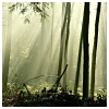 woldy: Forest (Forest)