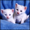 lorem_ipsum: (kittens disapprove by lipsum)