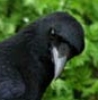 hop: A crow peering at the camera. (crow)