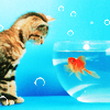 jenab: (cat and goldfish)