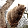 twohundredbooks: This is a photo of a bear in a tree. (Bears!)