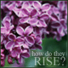 petra: A photo of lilac flowers with the text "How do they rise" from Pratchett's Night Watch (Pratchett - How do they rise)