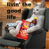 jenna_thorn: cat in recliner with junk food, text is "livin' the good life" (Good life)