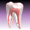 acelightning: technical model of a human tooth (tooth)