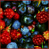 ephemera: (Bountiful berries)
