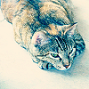 ceares: cookie all grown up (Default)