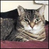 nonethefewer: A picture of my cat Sophie, looking stern. (cats)