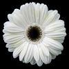 assenzia: (white flower)