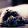 suchmelodrama: (kitteh)
