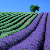 sofiaviolet: rows of lavender and an unidentified green crop (lavender fields)