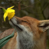 secretofthefox: ([fiere] flower)