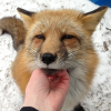secretofthefox: ([fiere] pettings~~~)